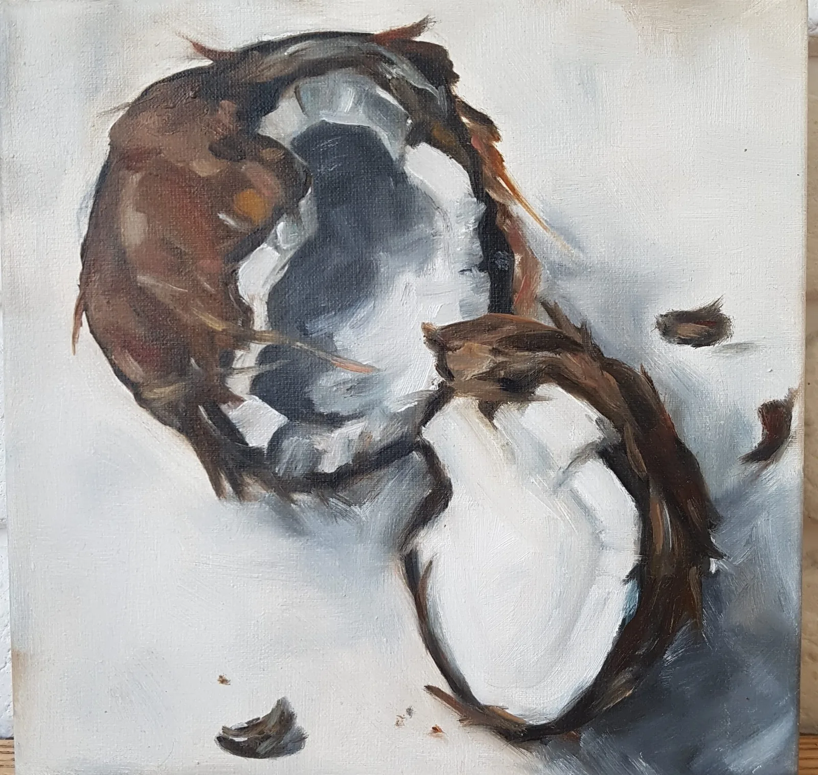 Cracked Coconut — Still life of a split coconut